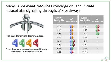 JAK inhibitors in IBD - by Charlie Lees - Atomic IBD