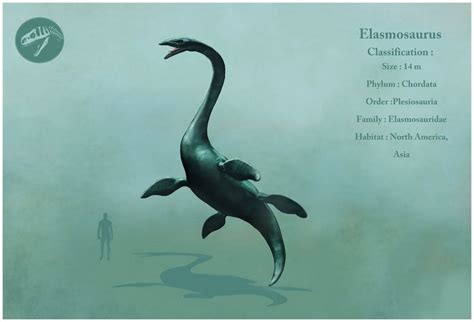 Elasmosaurus | Prehistoric animals, Loch ness monster, Mermaid art