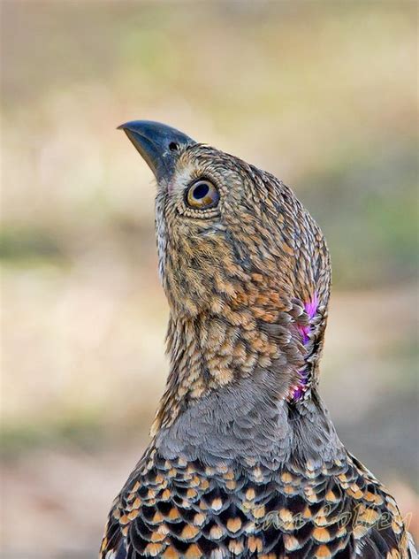 spotted bowerbird | Beautiful birds, Bird, Birds