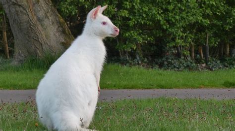 Rare white wallaby in Warwickshire reportedly killed by lorry - BBC News