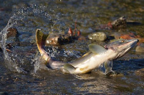 Salmon Run Photograph by Anna Gardner - Fine Art America