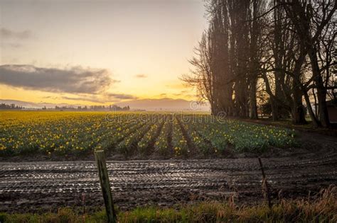 Dramatic Sunrise Over the Daffodil Fields of the Skagit Valley ...