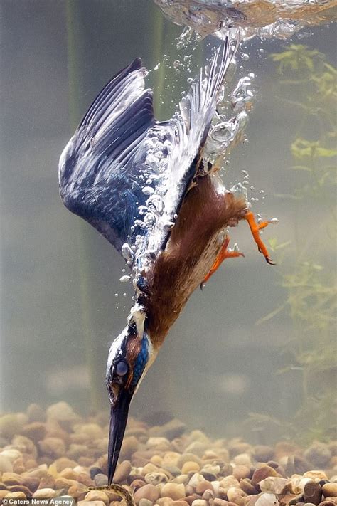 Kingfisher dives into the water and spears a fish in Norfolk | Daily ...