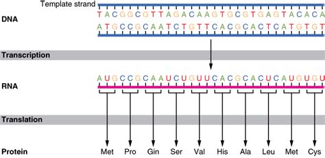 DNA vs. RNA — Differences & Similarities - Expii