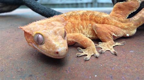 Breeding Pair of Crested Gecko - YouTube