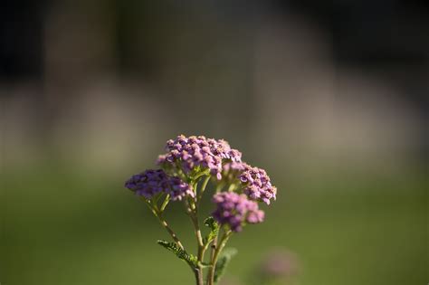 Yarrow Flowers Blossom - Free photo on Pixabay - Pixabay