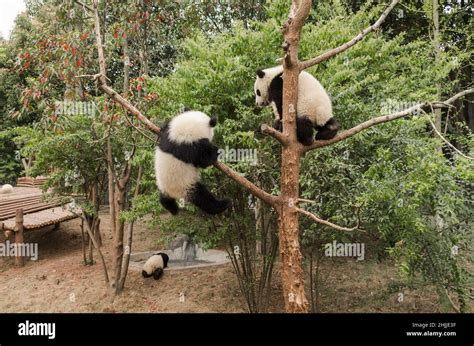 Giant panda, ChengDu panda Base, Sichuan , China Stock Photo - Alamy