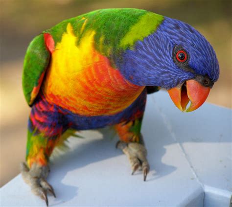 Rainbow Lorikeet 2 by SirTimid on DeviantArt