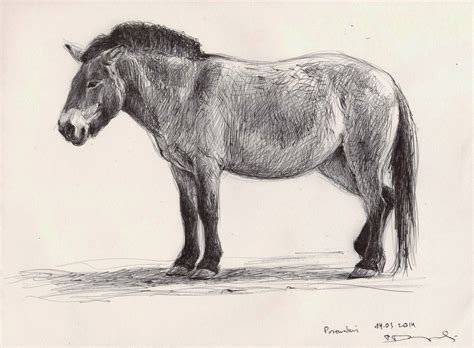 Wildlifeart-Life studies: Przewalski horses & Cougar studies-Munich zoo