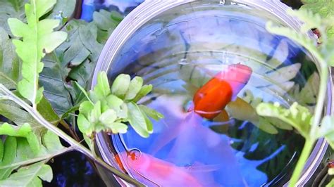 Midden Glass have 2 goldfish so gorgeous,Cute video animals - YouTube