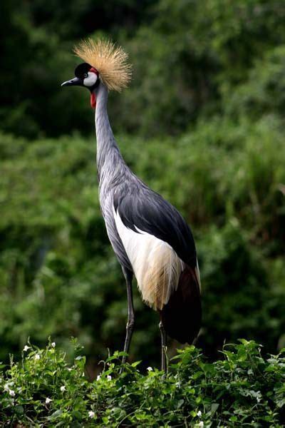 The crested crane... Uganda’s national emblem - BelAfrique your personal travel planner - www ...