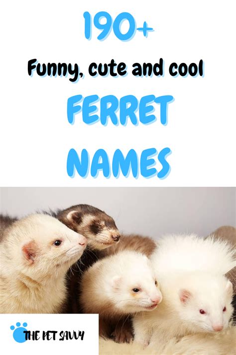 190+ Funny, cute and cool ferret names | Ferret names, Pet ferret, Cute ferrets