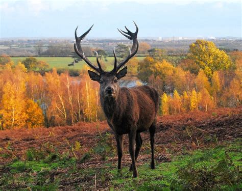 "Red Deer Stag, Bradgate Park, Leicestershire" by Kevin Tebbutt at ...