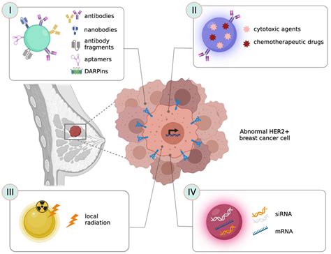 Cancers | Free Full-Text | HER-2-Targeted Nanoparticles for Breast ...