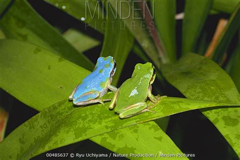 Minden Pictures - Japanese Tree Frog (Hyla japonica) green and blue ...