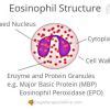 Canine Eosinophilic Furunculosis (Folliculitis)