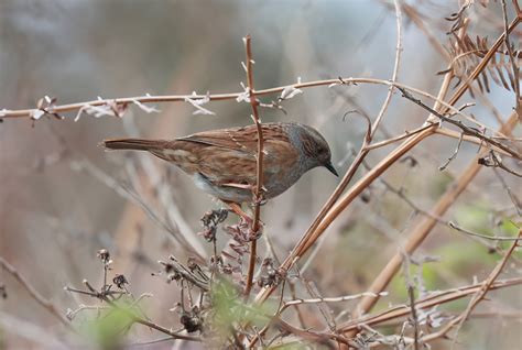 Dunnock | RSPB Burton Mere | Carl Roberts | Flickr