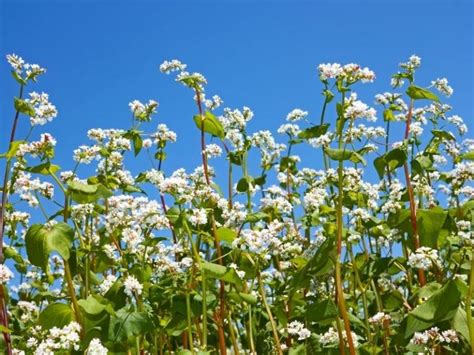 When to Plant Buckwheat - Planting Guide 2024 - Northern Nester