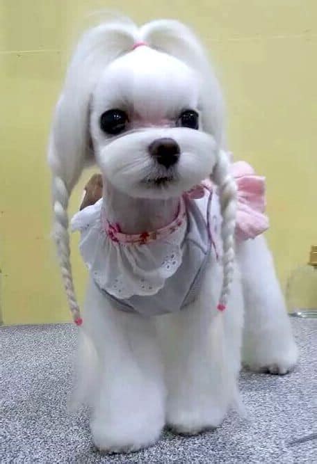 15 Maltese Haircuts & Hairstyles: White, Fluffy, and Looking Fabulous!