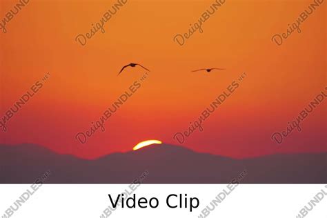 Video: Flying seagulls in sunset sky (1392135) | Nature | Design Bundles