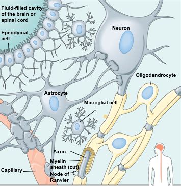 Types of neuroglial cells Diagram | Quizlet