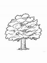 Oak coloring pages sketch template