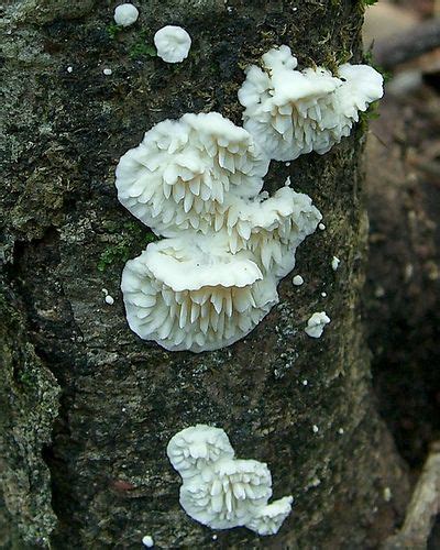 Cheese Polypore | Stuffed mushrooms, Mushroom pictures, Fungi