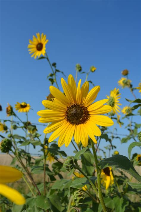 Kansas Wildflowers | Wild flowers, Kansas, Prairie