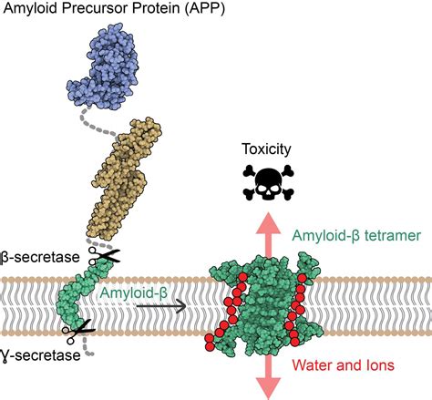 A new mechanism of toxicity in Alzheimer's disease revealed by the 3D structure of Aβ protein ...