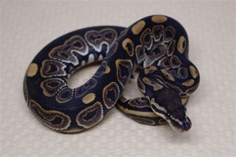 Ball Python Morphs Guide