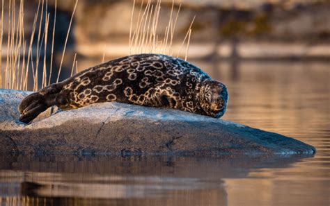 The Saimaa ringed seal is an endangered animal that only lives in Finland in the Lake Saimaa ...