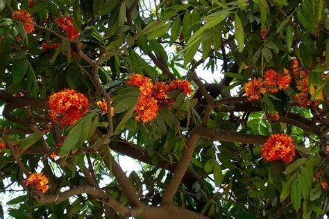 Ashoka Tree: Facts & Medicinal Uses