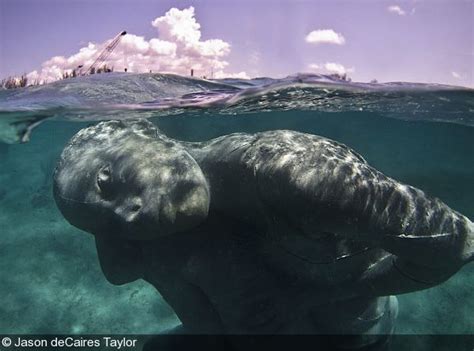 Giant Underwater Sculpture Revealed in the Bahamas