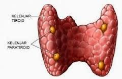 Obat Kelenjar Tiroid | Obat Kelenjar Tiroid