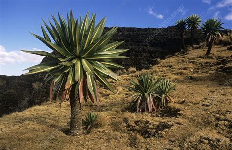 Giant lobelia (Lobelia deckenii) - Stock Image - B822/1763 - Science Photo Library