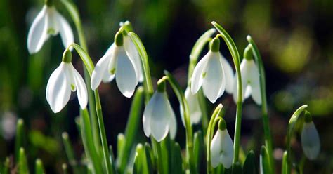 Snowdrops in American Gardens Group | Yard Landscape Design