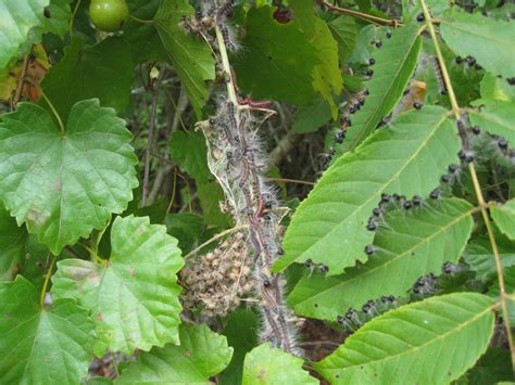 Walnut Caterpillar – On Walnut Tree | Walter Reeves: The Georgia Gardener