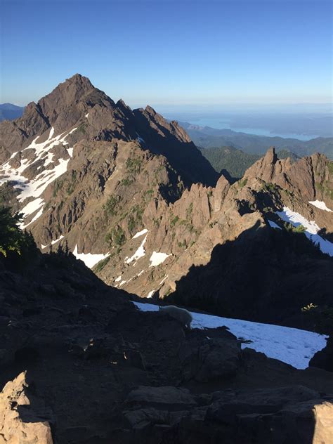 Mount Ellinor trail. Olympus National park. Friendly mount goat ...