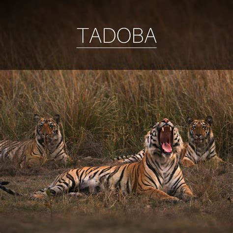 Tadoba National Park - Wordzz