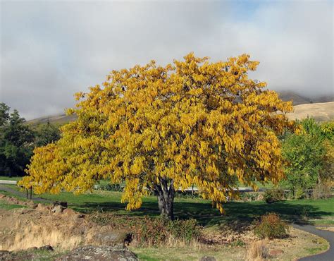 Skyline Honeylocust Tree Facts | Arbor Hill Tree Nursery | OmahaArbor Hill Trees Omaha Blog