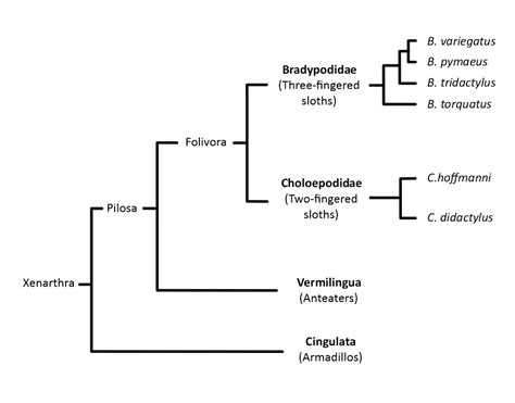 2. Phylogeny and Evolution - The Sloth Conservation Foundation