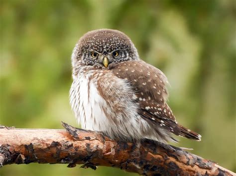 Northern Pygmy-Owl Bird Facts (Glaucidium gnoma) | Birdfact