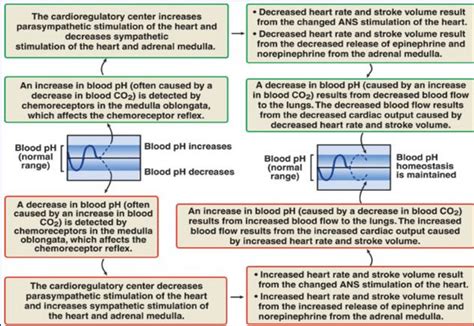 19): Chemoreceptors reflexes: Homeostasis in response to changes in CO... | Download Scientific ...