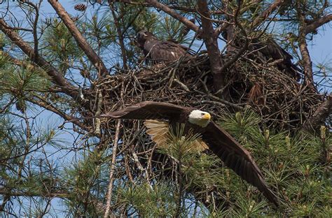 Eagles | Bald eagle, Eagles, Berry college