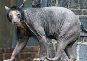 Hair Loss in Animals: Bears in Zoo Go Bald