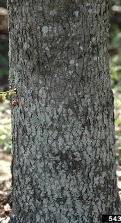 Sweetgum - TreeInspection.com