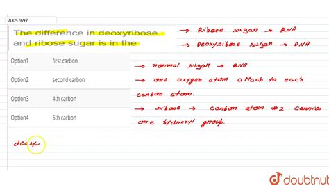 Deoxyribose Function