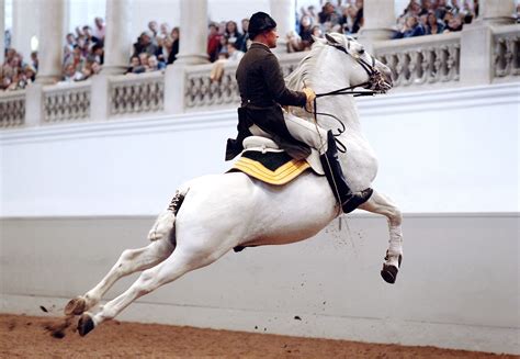 Image result for spanish riding school vienna | Spanische reitschule ...