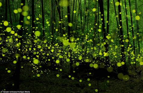 Firefly Forest, Japanese - InspirationSeek.com