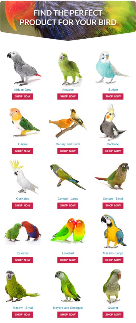 an image of birds that are on the page for each type of bird to see